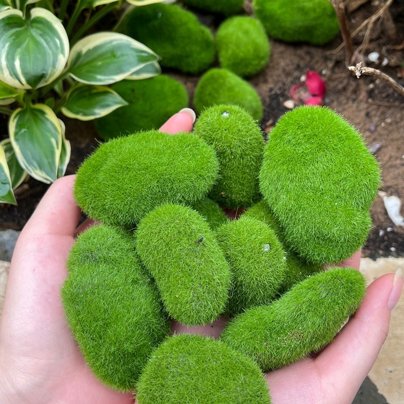 5/30pcs Simulation Moss Stone  - Terrarium Moss Art recension och pris