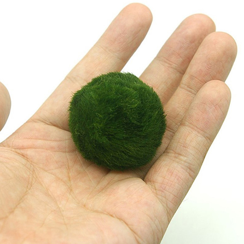 Marimo Moss Balls Live Aquariu - Terrarium Moss Art recension och pris
