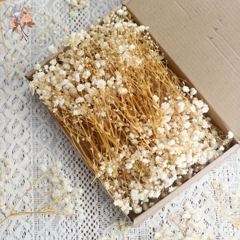 100pcs Mini Dried Baby's Breat - Dried Flower Bulk recension och pris